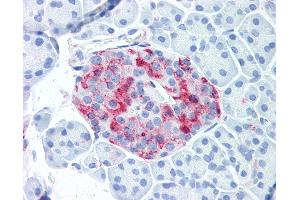 Anti-WNT10A antibody IHC of human pancreatic islet. (WNT10A 抗体  (Internal Region))