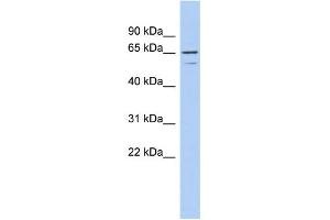 WB Suggested Anti-TNFRSF1A Antibody Titration:  0. (TNFRSF1A 抗体  (N-Term))