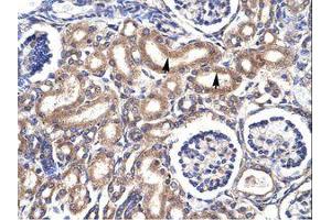 Image no. 1 for anti-Cyclin-Dependent Kinase 1 (CDK1) (C-Term) antibody (ABIN6735874)