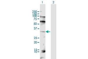 Western Blot analysis of JUN expression in transfected 293T cell line by JUN MaxPab polyclonal antibody.