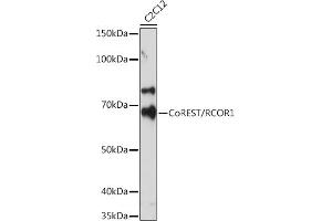 Western blot analysis of extracts of C2C12 cells, using CoREST/RCOR1 Rabbit mAb (ABIN7269920) at 1:500 dilution. (CoREST 抗体)
