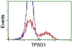 HEK293T cells transfected with either RC222359 overexpress plasmid (Red) or empty vector control plasmid (Blue) were immunostained by anti-TPSG1 antibody (ABIN2455440), and then analyzed by flow cytometry. (TPSG1 抗体  (AA 20-283))