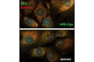 Immunofluorescence (IF) image for anti-Microtubule-Associated Protein 1 Light Chain 3 alpha (MAP1LC3A) (AA 1-30), (N-Term) antibody (ABIN1449594)