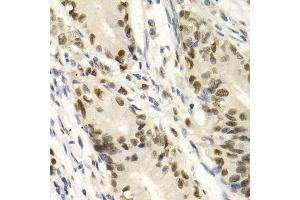 Immunohistochemistry (Paraffin-embedded Sections) (IHC (p)) image for anti-Karyopherin (Importin) alpha 4 (KPNA4) (AA 1-240) antibody (ABIN3015855)