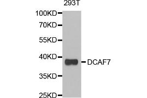 Western blot analysis of extracts of 293T cells, using DCAF7 antibody (ABIN5974113) at 1/1000 dilution. (DCAF7 抗体)