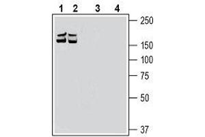 Western Blotting (WB) image for anti-Roundabout, Axon Guidance Receptor, Homolog 1 (ROBO1) (AA 491-506), (Extracellular) antibody (ABIN7043603)