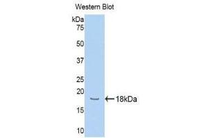 Western Blotting (WB) image for anti-Hemopexin (HPX) (AA 324-462) antibody (ABIN1078135) (Hemopexin 抗体  (AA 324-462))
