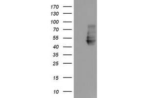 Western Blotting (WB) image for anti-Neuroplastin (NPTN) antibody (ABIN1499811) (NPTN 抗体)