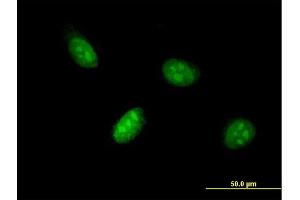 Immunofluorescence of monoclonal antibody to BHLHE41 on HeLa cell. (BHLHE41 抗体  (AA 203-282))