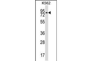 Western blot analysis in K562 cell line lysates (35ug/lane). (REC8 抗体  (AA 194-222))