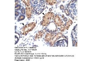 Human kidney (ZFPL1 抗体  (Middle Region))