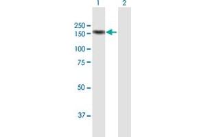 Western Blot analysis of MICALL1 expression in transfected 293T cell line by MICALL1 MaxPab polyclonal antibody.