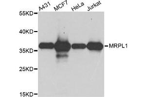 Western blot analysis of extract of various cells, using MRPL1 antibody. (MRPL1 抗体)