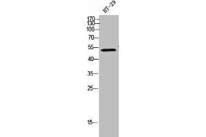 Western Blot analysis of HT-29 cells using CYP2R1 Polyclonal Antibody (CYP2R1 抗体  (Internal Region))