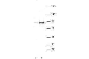 STAT5A/B phospho Tyr694/Tyr699 rabbit pAb tested by Western blot. (STAT5 A/B 抗体  (pTyr694, pTyr699, Tyr699))
