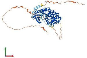 AlphaFold protein structure predicition of Mouse Recombinant Sbk1 Protein, UniprotID Q8QZX0 (SBK1 Protein (AA 1-417) (His tag))