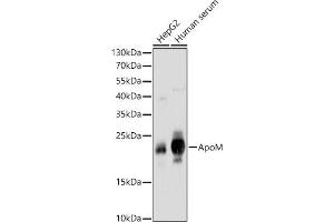 Western blot analysis of extracts of various cell lines, using ApoM antibody (ABIN6127365, ABIN6137030, ABIN6137031 and ABIN6220968) at 1:1000 dilution. (Apolipoprotein M 抗体  (AA 23-188))