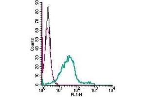 Cell surface detection of GPR55 in live intact mouse BV-2 microglia cells: (black line) Cells. (GPR55 抗体  (Extracellular))