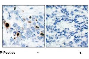 Image no. 1 for anti-Histone H3.1 (HIST1H3B) (pSer10) antibody (ABIN196922) (Histone H3.1 抗体  (pSer10))