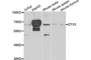 Western blot analysis of extracts of various cell lines, using DTX2 antibody. (DTX2 抗体)
