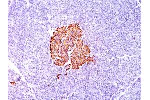 Formalin-fixed, paraffin-embedded human Pancreas stained with Insulin Monoclonal Antibody (SPM139). (Insulin 抗体)