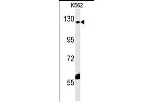 Western blot analysis in K562 cell line lysates (35ug/lane). (IQSEC3 抗体  (N-Term))