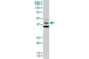 MAPK8 MaxPab polyclonal antibody. (JNK 抗体  (AA 1-427))