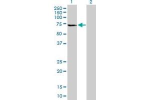 Western Blot analysis of GLTSCR2 expression in transfected 293T cell line by GLTSCR2 MaxPab polyclonal antibody. (GLTSCR2 抗体  (AA 1-478))