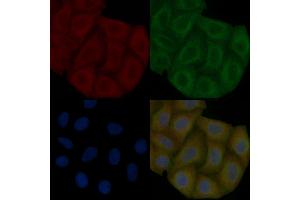 Inhibin beta B Mouse Monoclonal Antibody staining Hela cells by IF/ICC. (INHBB 抗体  (Internal Region))