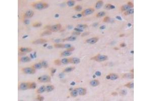 IHC-P analysis of Mouse Tissue, with DAB staining. (C1QBP 抗体  (AA 71-278))