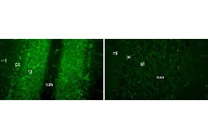 N56/21 immunofluorescence staining of cerebellar cortex from FGF14 wild-type (left) and knockout (right) mice.