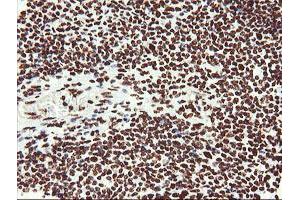 Image no. 9 for anti-Non-POU Domain Containing, Octamer-Binding (NONO) (AA 184-385) antibody (ABIN1491072)