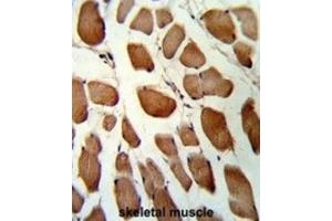 Immunohistochemistry (IHC) image for anti-Glutathione S-Transferase omega 1 (GSTO1) antibody (ABIN3001725) (GSTO1 抗体)