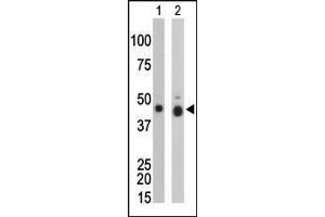 The anti-CKB Pab (ABIN391073 and ABIN2841220) is used in Western blot to detect CKB in mouse colon tissue lysate (Lane 1) and Y79 cell lysate (Lane 2). (CKB 抗体  (N-Term))