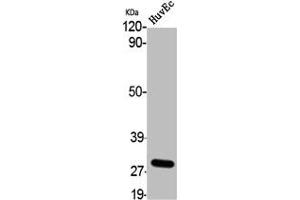 Western Blot analysis of HuvEc cells using 9G8 Polyclonal Antibody (SFRS7 抗体  (Internal Region))