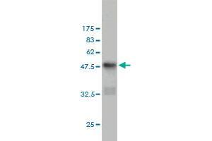 Western Blot detection against Immunogen (48. (CD83 抗体  (AA 1-205))