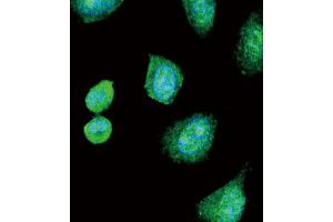Immunofluorescence (IF) image for anti-Albumin (ALB) antibody (ABIN2906951) (Albumin 抗体)