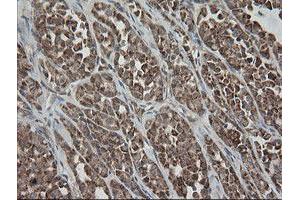 Image no. 3 for anti-Mitochondrial Ribosomal Protein S34 (MRPS34) antibody (ABIN1499564)