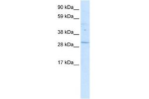 WB Suggested Anti-POU6F1 Antibody Titration: 0. (POU6F1 抗体  (Middle Region))