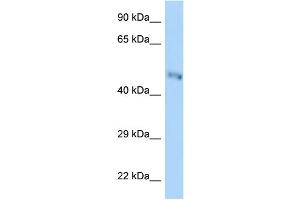 WB Suggested Anti-B3gnt7 Antibody Titration: 1. (B3GNT7 抗体  (Middle Region))