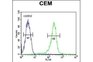 HAUS5 Antibody (N-term) (ABIN651423 and ABIN2840230) flow cytometric analysis of CEM cells (right histogram) compared to a negative control cell (left histogram). (HAUS5 抗体  (N-Term))