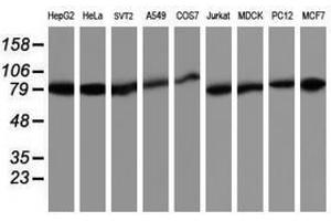 Image no. 1 for anti-TNF Receptor-Associated Protein 1 (TRAP1) antibody (ABIN1501500) (TRAP1 抗体)