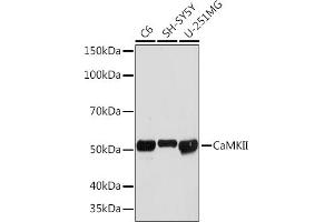 Western blot analysis of extracts of various cell lines, using CaMKII Rabbit mAb (ABIN3015112, ABIN3015113, ABIN1679768 and ABIN1679769) at 1:1000 dilution. (CAMK2B 抗体)