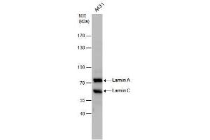 WB Image Lamin A + C antibody detects Lamin A + C protein by western blot analysis. (Lamin A/C 抗体)