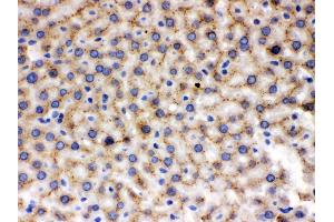 Anti- MMP9 Picoband antibody, IHC(P) IHC(P): Rat Liver Tissue (MMP 9 抗体  (C-Term))
