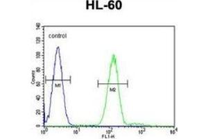 Flow cytometric analysis of HL-60 cells (right histogram) compared to a negative control cell (left histogram) using Myeloperoxidase Antibody (C-term), followed by FITC-conjugated goat-anti-rabbit secondary antibodies. (Myeloperoxidase 抗体  (N-Term))