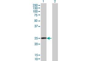 Western Blot analysis of FAM3D expression in transfected 293T cell line by FAM3D MaxPab polyclonal antibody. (FAM3D 抗体  (AA 1-224))