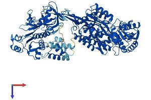 ALDH1L1 Protein (AA 1-902) (His tag)
