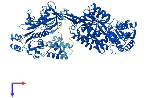ALDH1L1 Protein (AA 1-902) (His tag)