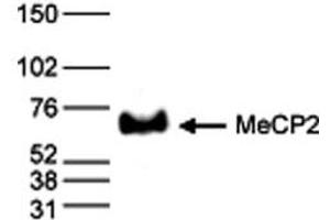 Western Blot results of Rabbit anti-MeCP2 antibody Western Blot results of Rabbit anti-MeCP2 antibody. (MECP2 抗体  (C-Term))